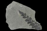 Pennsylvanian Fossil Fern (Neuropteris) Plate - Kentucky #137717-1